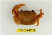 藏品(拉氏清溪蟹)的圖片